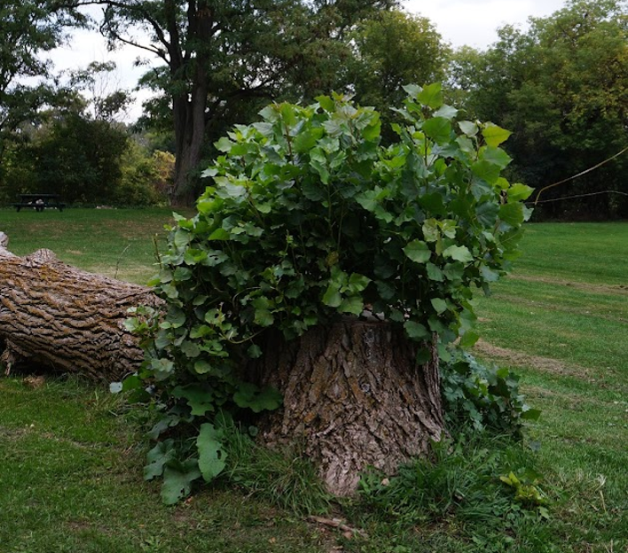 Dutremble Tree Unrevealed – St. James United Church Dartmouth